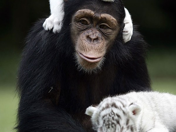 Unlikely Animal Friends