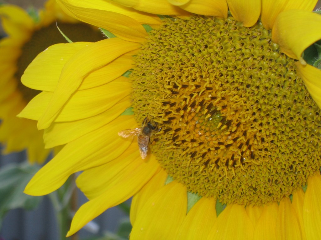 Wider view of a bee on the centre of a sunflower. 