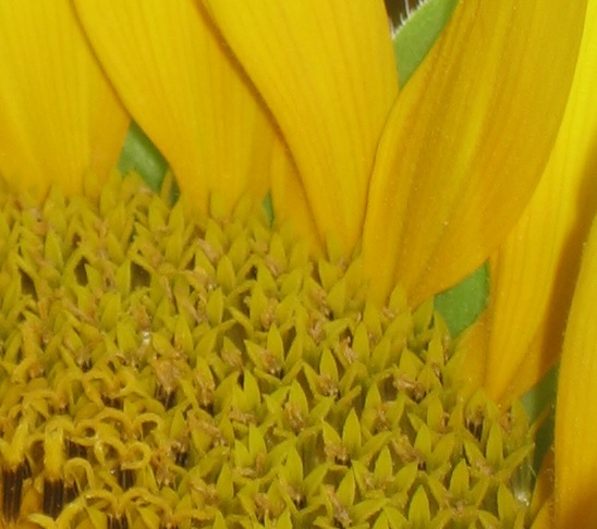 Close up image of what seems like lots of flowers.