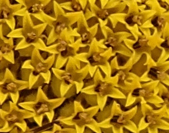 Very close view of part of the centre of a sunflower.