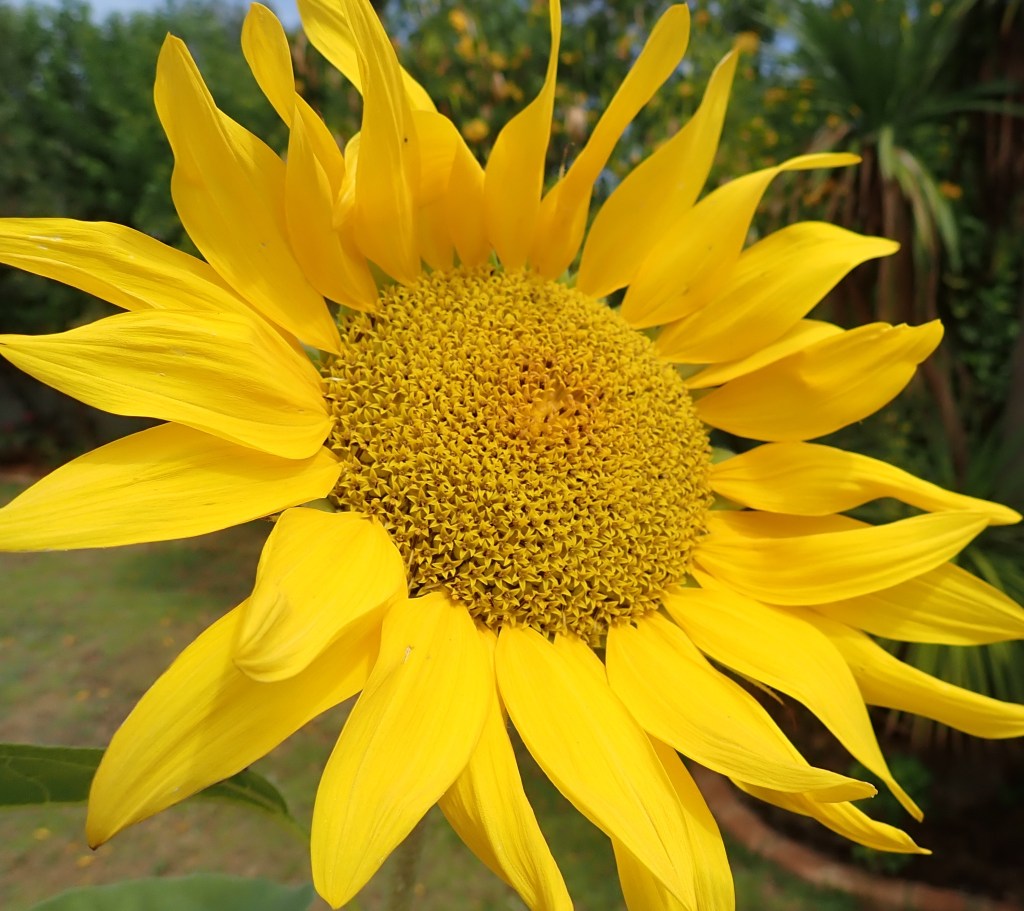 Beautiful image of large yellow sunflower.