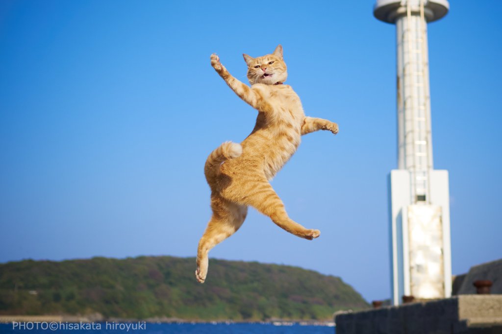Cat shown in a twist at mid-air of high jump.
