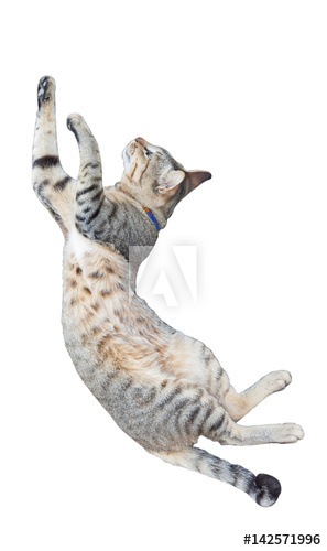 Cat in mid air as part of high leap.
