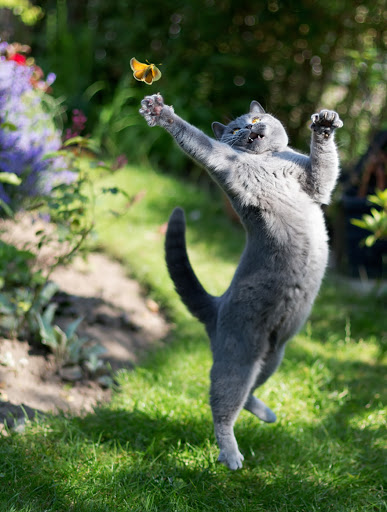 Cute cat leaping at a butterfly.
