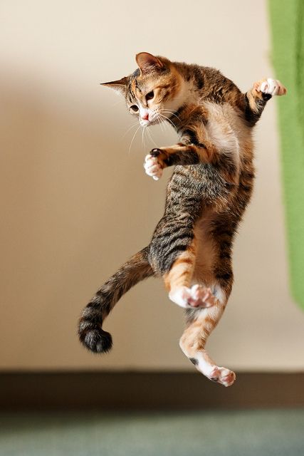 Cat twisting while descending from high leap.