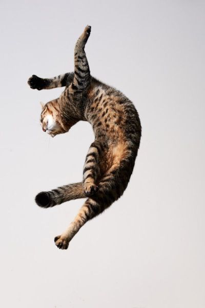 Cat in a contorted twist while leaping large distance.