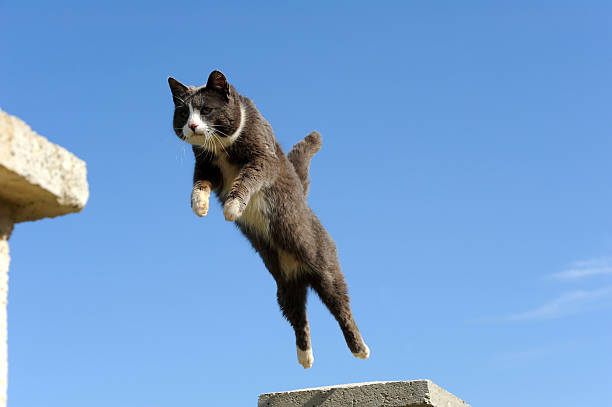 Cat leaping between two high points.