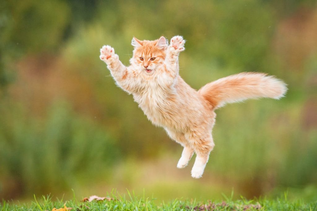 Cute cat doing a huge jump.