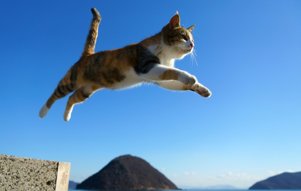 Cat leaping from high position.