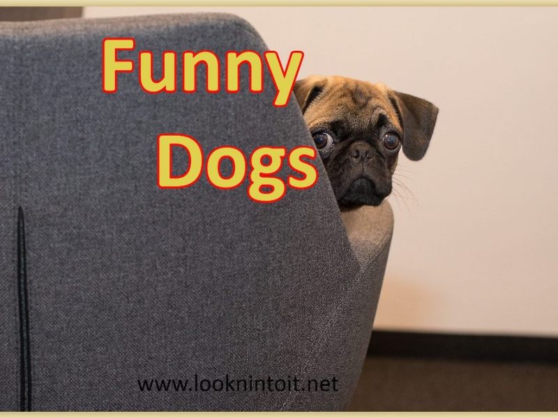 Funny Dog stuff to get you&nbsp;Happy