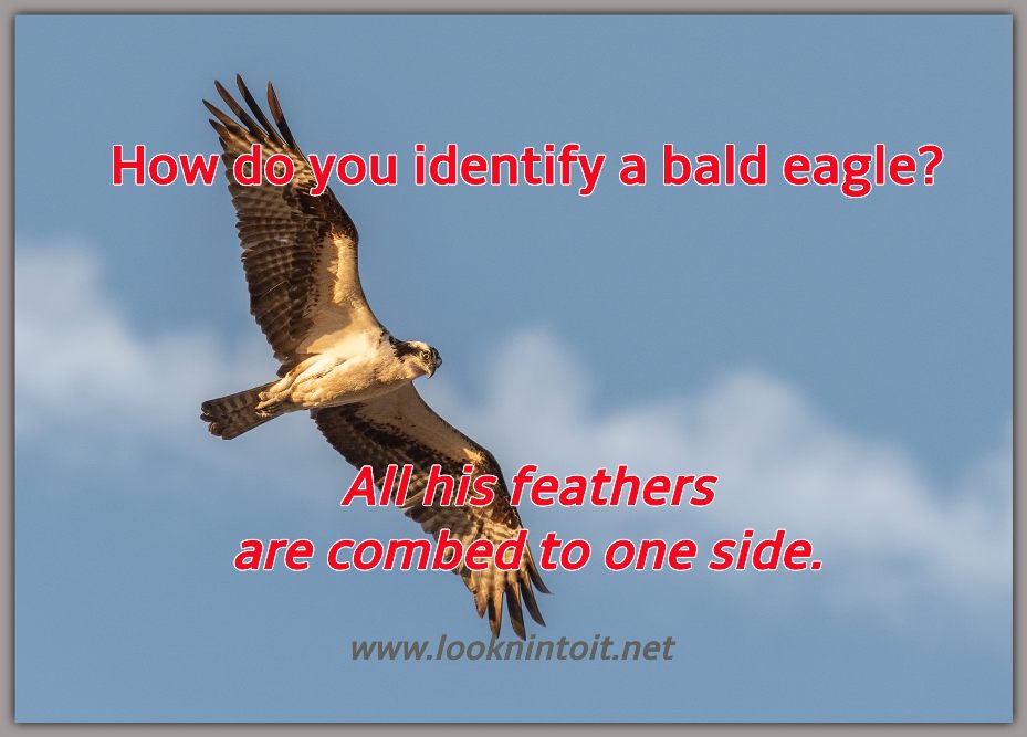 Meme bald eagle
