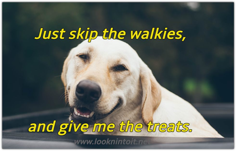 Meme dog wants treats