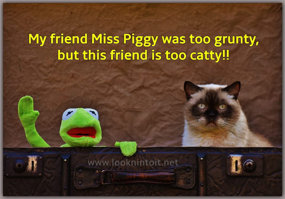 Meme Miss Piggy and cat