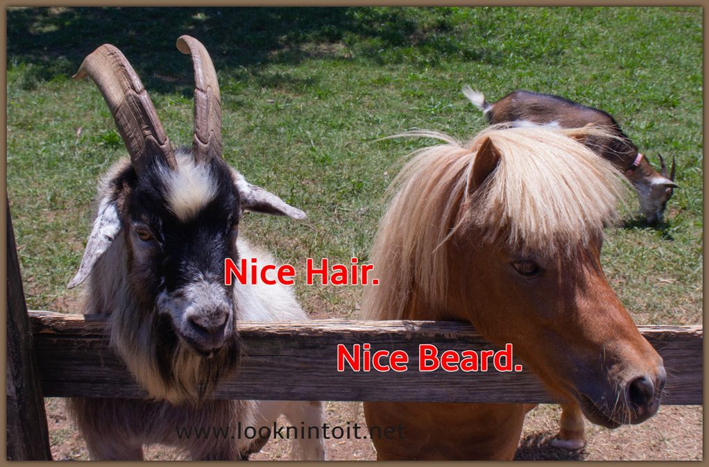 Meme goat and donkey