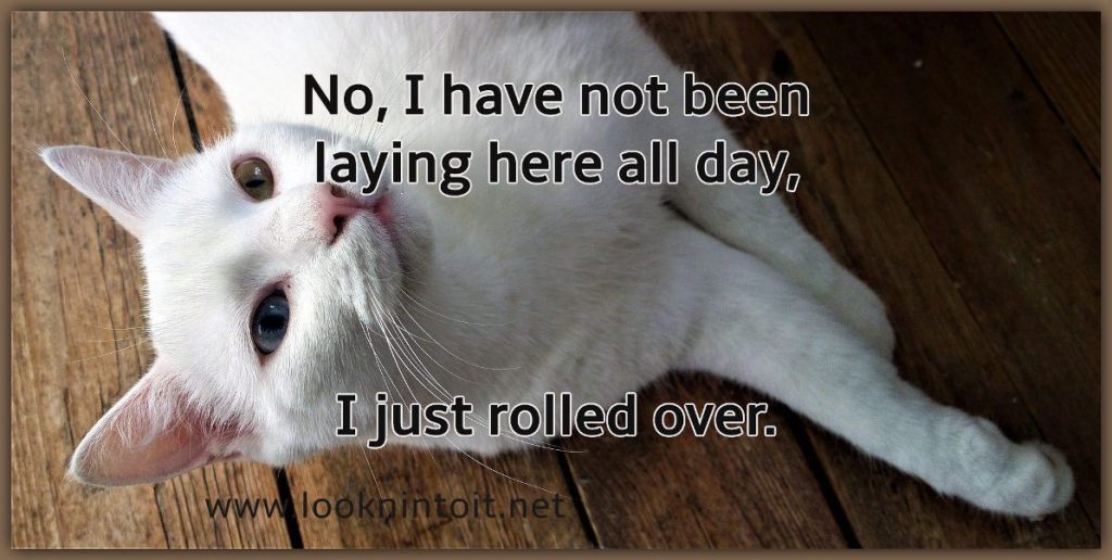 Meme cat laying around all day.