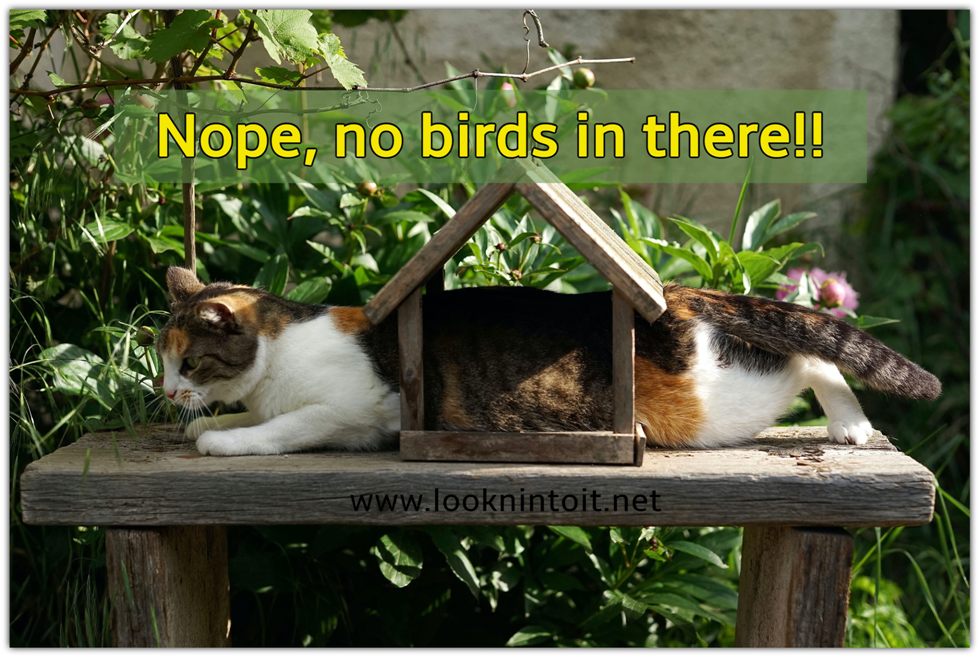 Meme cats in letter box