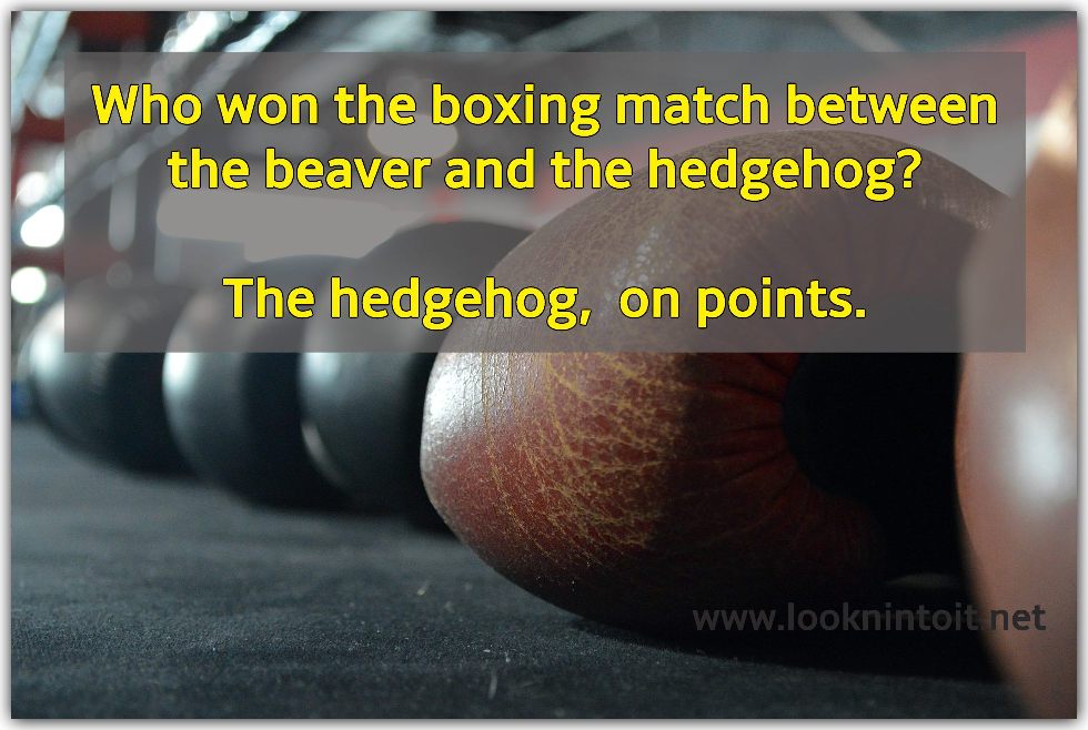 Joke about who is the winner of a boxing match between a beaver and a hedgehog.