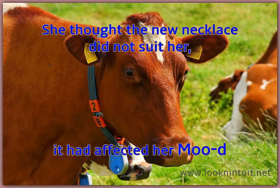 Meme about a Cow