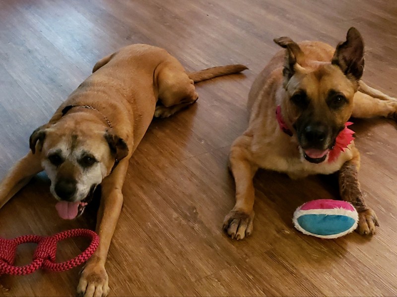 Temperament of a Pet –&nbsp;Joke