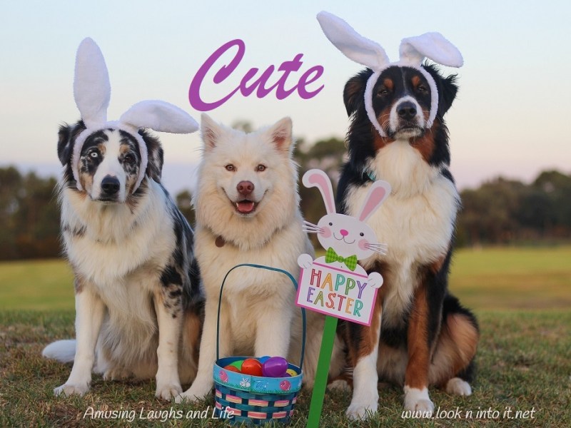 Cute Puppies and&nbsp;Dogs