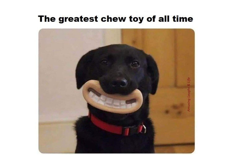 Funny Stuff with Dogs&nbsp;Chewing.