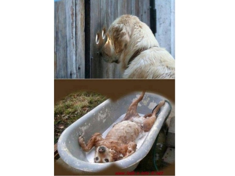 Funny Stuff at a&nbsp;Fence.