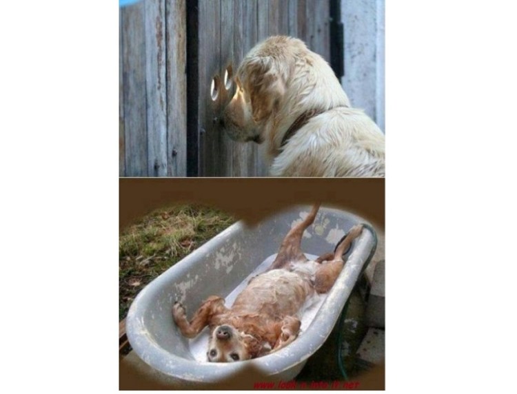 Funny Stuff at a&nbsp;Fence.