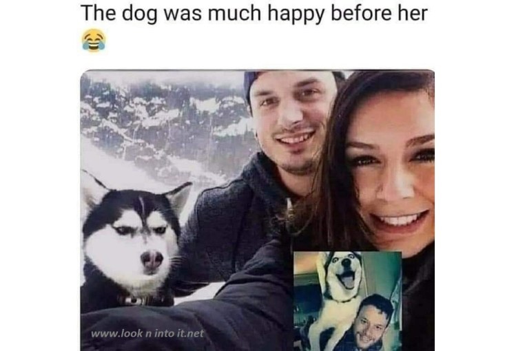 Funny Stuff of Happy&nbsp;Dogs.