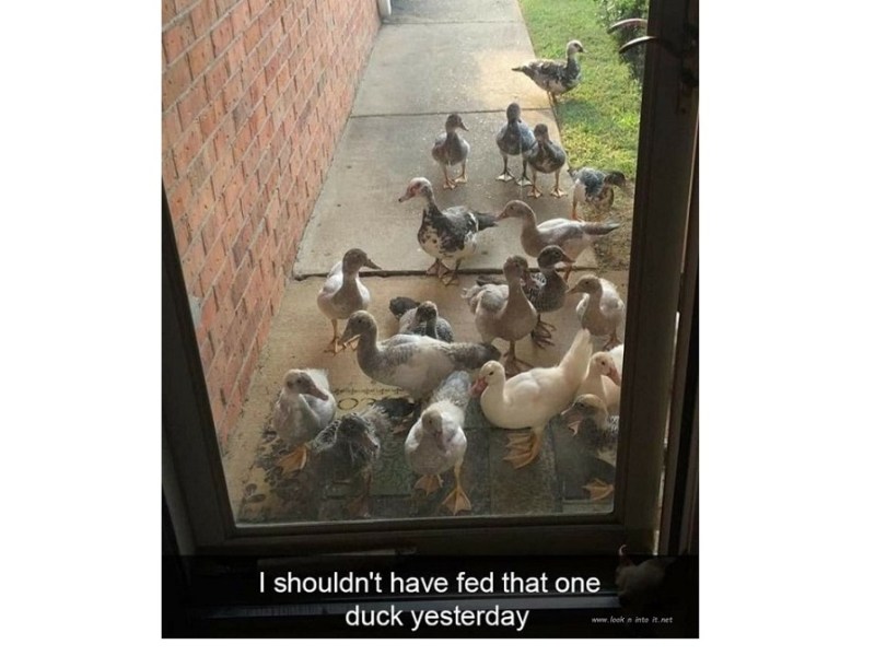 Funny Stuff of&nbsp;Feeding