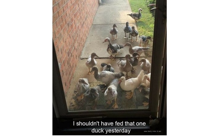 Funny Stuff of&nbsp;Feeding