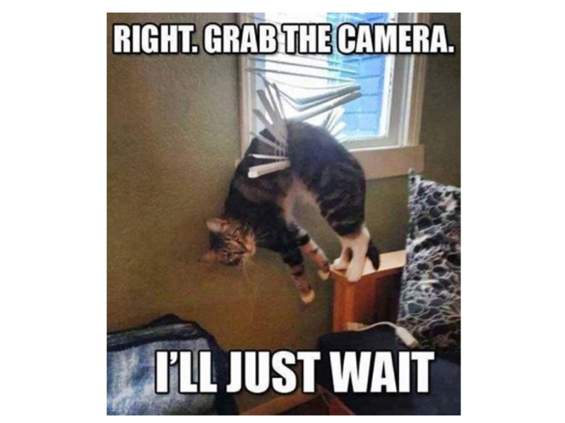 Funny Stuff about&nbsp;Cats