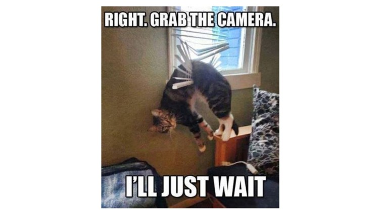 Funny Stuff about&nbsp;Cats