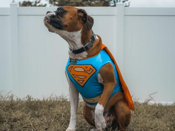 Karate Dog (Joke of the&nbsp;Day)