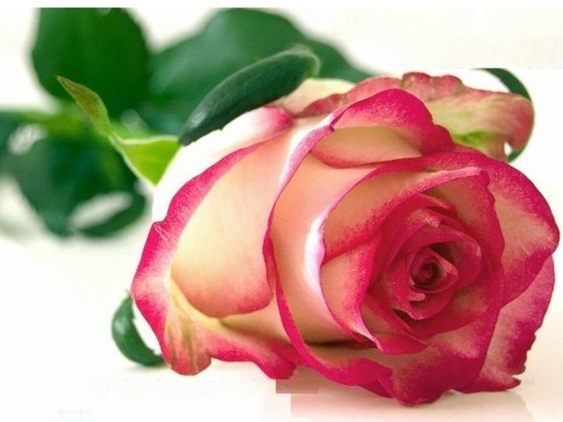 Rose Petals  –  A Ghostly Tale, free&nbsp;online.